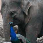 olifant-adoptie